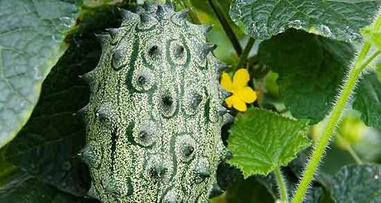 خواص خربزه شاخدار برای دیابت ؛ ایا خربزه شاخدار برای قند خون مفیده خواص خربزه شاخدار برای دیابت ؛ ایا خربزه شاخدار برای قند خون مفیده