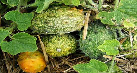 خواص خربزه شاخدار برای معده ؛ فواید خربزه شاخدار برای زخم معده خواص خربزه شاخدار برای معده ؛ فواید خربزه شاخدار برای زخم معده