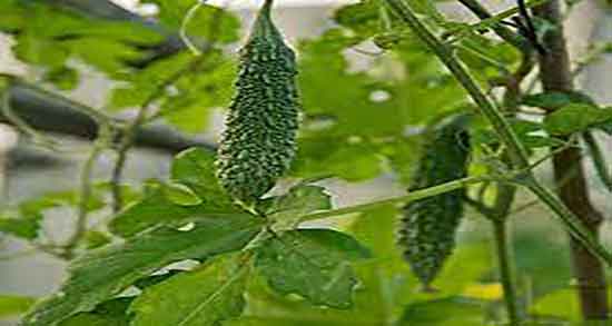 خواص خربزه ی تلخ ؛ خاصیت مصرف خربزه تلخ برای قند خون کودکان خواص خربزه ی تلخ ؛ خاصیت مصرف خربزه تلخ برای قند خون کودکان