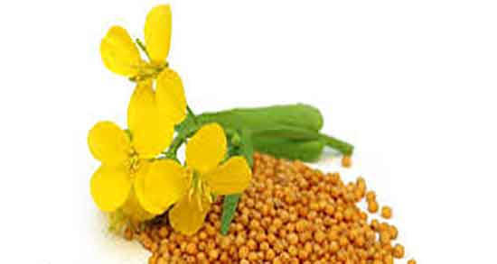 خواص خردل برای مو ؛ فواید مصرف روغن خردل برای تقویت ریشه مو خواص خردل برای مو ؛ فواید مصرف روغن خردل برای تقویت ریشه مو