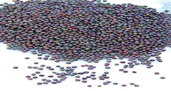 خواص خردل در طب اسلامی ؛ فواید مصرف روغن خردل در طب اسلامی خواص خردل در طب اسلامی ؛ فواید مصرف روغن خردل در طب اسلامی