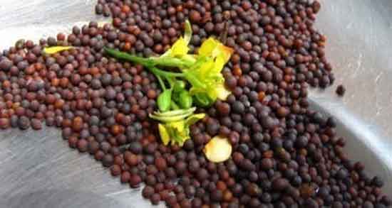 خواص خردل سیاه و فواید مصرف خردل سیاه برای پوست صورت و بدن خواص خردل سیاه ؛ فواید مصرف خردل سیاه برای پوست صورت و بدن