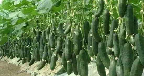 خواص خیار سبز برای فشار خون ؛ فواید خیار سبز برای کنترل فشار خون