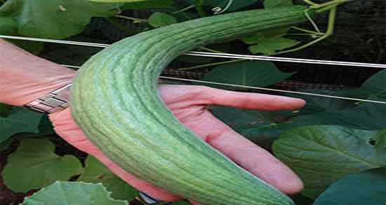 خواص خیار سبز برای معده ؛ ایا خوردن خیار سبز برای معده مفید است