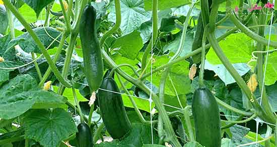 خواص خیار سبز برای پوست ؛ درمان جوش صورت با ماسک خیار سبز