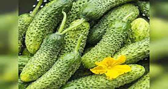 خواص خیار سبز برای یبوست ؛ استفاده از خیار تلخ برای درمان یبوست