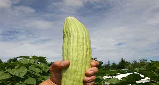 خواص خیار سبز در دوران بارداری و فواید مصرف خیار سبز برای بارداران خواص خیار سبز در دوران بارداری ؛ فواید مصرف خیار سبز برای بارداران