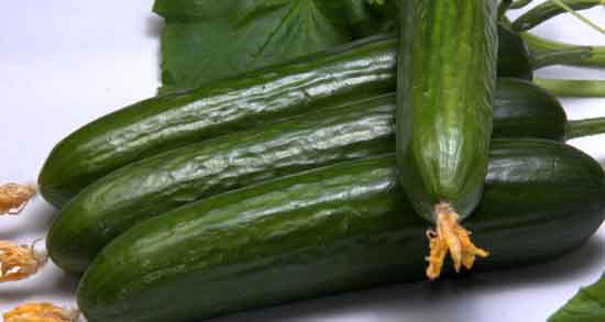 خواص خیار سبز در شب برای لاغری و معده + بهترین زمان خوردن خیار سبز خواص خیار سبز ؛ در شب برای لاغری و معده + بهترین زمان خوردن خیار سبز