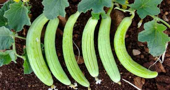 خواص خیار چنبر ؛ برای نوزاد و کبد و لاغری و یبوست در بارداری