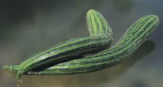 خواص خیار چنبر خشک برای نوزاد ؛ خاصیت درمانی خیار چنبر خشک برای نوزاد