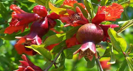 خواص دارویی گل انار فارسی ؛ بررسی خاصیت دارویی و درمانی گل انار فارسی برای بدن خواص دارویی گل انار فارسی ؛ بررسی خاصیت دارویی و درمانی گل انار فارسی برای بدن