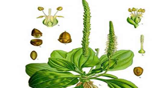 خواص دانه بارهنگ و مصرف دانه بارهنگ برای یبوست زنان باردار خواص دانه بارهنگ ؛ مصرف دانه بارهنگ برای یبوست زنان باردار