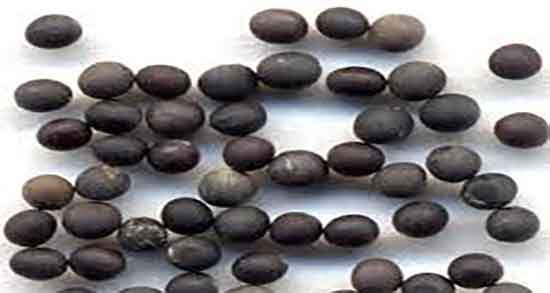 خواص درمانی خردل ؛ فواید مصرف دارویی خردل وحشی برای بدن خواص درمانی خردل ؛ فواید مصرف دارویی خردل وحشی برای بدن