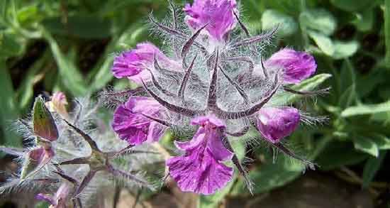 خواص درمانی دمنوش چای کوهی و درمان بیماری ها با دمنوش چای کوهی خواص درمانی دمنوش چای کوهی ؛ درمان بیماری ها با دمنوش چای کوهی