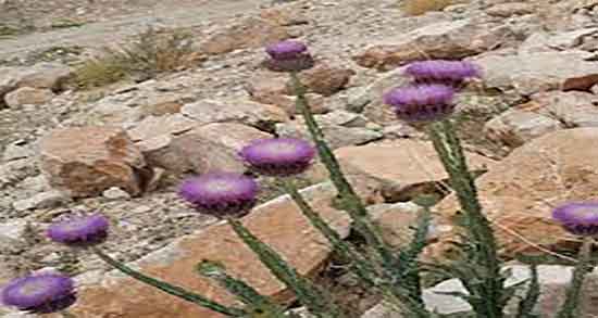 خواص درمانی عرق خار مریم ؛ ایا عرق خار مریم برای سنگ کلیه مفید است