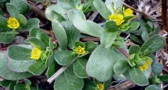 خواص درمانی عرق پونه و فواید مصرف عرق پونه برای معده چیست خواص درمانی عرق پونه ؛ فواید مصرف عرق پونه برای معده چیست