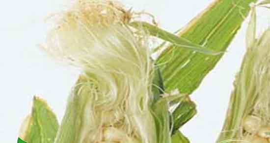 خواص درمانی کاکل ذرت و دم گیلاس ؛ فواید کاکل ذرت و دم گیلاس برای بدن خواص درمانی کاکل ذرت و دم گیلاس ؛ فواید کاکل ذرت و دم گیلاس برای بدن