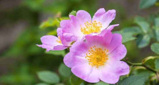 خواص درمانی گل نسترن ؛ سلامت بدن و درمان بیماری ها با گل نسترن خواص درمانی گل نسترن ؛ سلامت بدن و درمان بیماری ها با گل نسترن