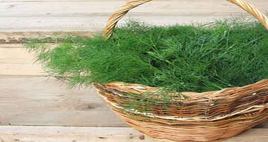 خواص دمنوش شوید خشک ؛ فواید مصرف شوید خشک برای کنترل دیابت خواص دمنوش شوید خشک ؛ فواید مصرف شوید خشک برای کنترل دیابت