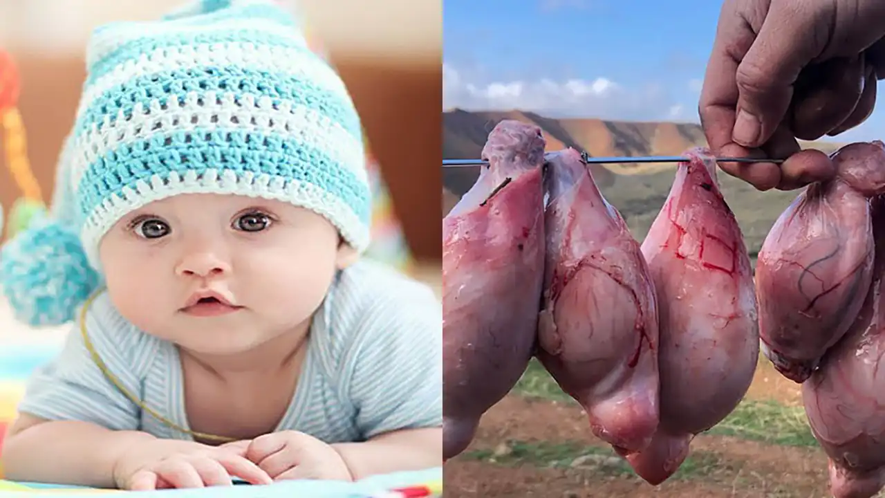 خواص دنبلان گوسفندی برای مردان و پسردار شدن و دوقلوزایی و تعیین جنسیت خواص دنبلان گوسفندی برای مردان و پسردار شدن و دوقلوزایی و تعیین جنسیت