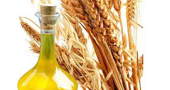 خواص روغن جوانه گندم برای چاقی صورت و مو و سینه و جوش صورت خواص روغن جوانه گندم ؛ برای چاقی صورت و مو و سینه و جوش صورت