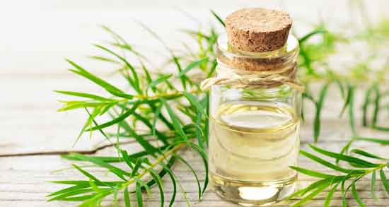 خواص روغن درخت چای و برای واژن و لک و جوش صورت و زگیل تناسلی خواص روغن درخت چای ؛ برای واژن و لک و جوش صورت و زگیل تناسلی