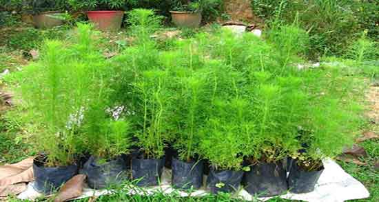 خواص روغن شوید برای لاغری ؛ فواید مصرف روغن شوید برای چربی سوزی خواص روغن شوید برای لاغری ؛ فواید مصرف روغن شوید برای چربی سوزی