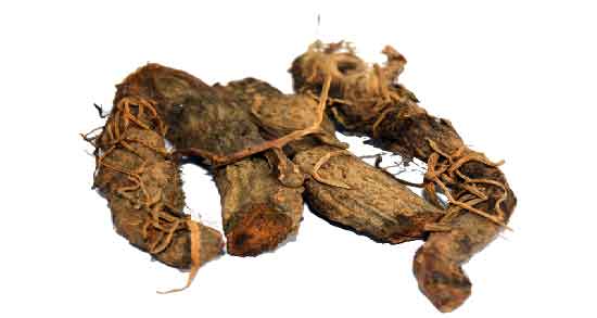 خواص ریشه زرشک برای شکستگی ؛ فواید استفاده از ریشه زرشک برای بهبود شکستگی استخوان