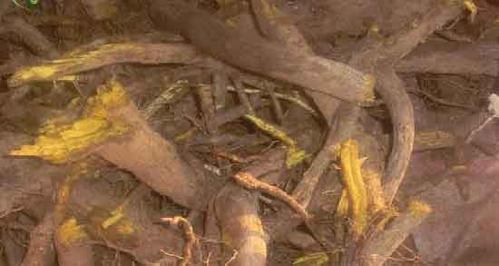 خواص ریشه زرشک در طب سنتی و آشنایی با فواید درمانی از دیدگاه ریشه زرشک خواص ریشه زرشک در طب سنتی ؛ آشنایی با فواید درمانی از دیدگاه ریشه زرشک