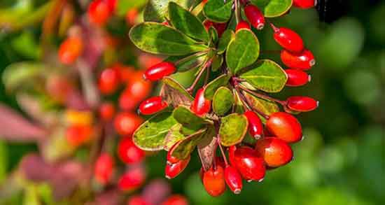 خواص ریشه زرشک ؛ برای شکستگی + طبع و خواص شیره ریشه درخت زرشک