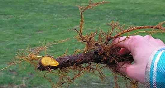 خواص ریشه زرشک کوهی ؛ خاصیت درمانی ریشه زرشک کوهی برای سلامتی