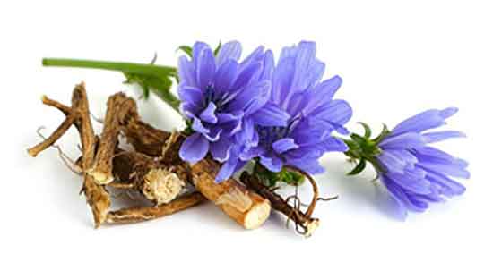 خواص ریشه کاسنی برای مردان ؛ فواید عرق کاسنی برای پسردار شدن خواص ریشه کاسنی برای مردان ؛ فواید عرق کاسنی برای پسردار شدن