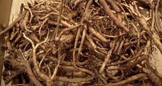 خواص ریشه کاسنی برای کبد ؛ فواید ریشه کاسنی برای کبد چرب خواص ریشه کاسنی برای کبد ؛ فواید ریشه کاسنی برای کبد چرب