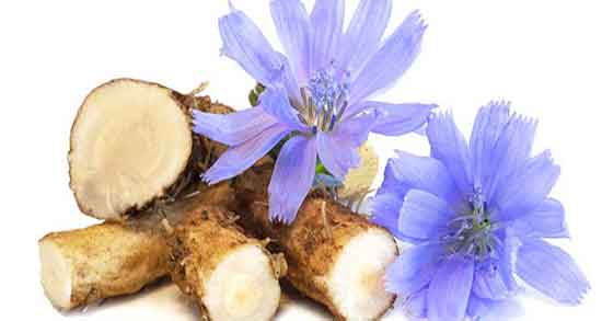 خواص ریشه کاسنی و قاصدک ؛ نحوه مصرف ریشه کاسنی و قاصدک خواص ریشه کاسنی و قاصدک ؛ نحوه مصرف ریشه کاسنی و قاصدک