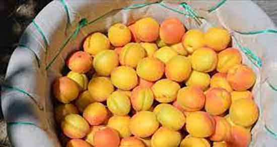 خواص زردآلو برای بدنسازی و فواید مصرف زردآلو برای ورزشکاران خواص زردآلو برای بدنسازی ؛ فواید مصرف زردآلو برای ورزشکاران