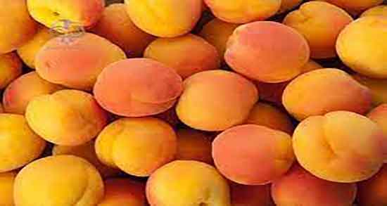 خواص زردآلو برای زن باردار و فواید هسته زردآلو برای جنین زنان حامله خواص زردآلو برای زن باردار ؛ فواید هسته زردآلو برای جنین زنان حامله