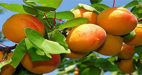 خواص زردآلو خشک شده و فواید مصرف هلو خشک شده در بارداری خواص زردآلو خشک شده ؛ فواید مصرف هلو خشک شده در بارداری