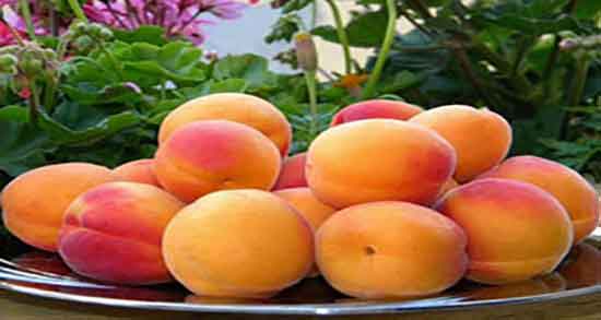 خواص زردآلو خشک و فواید مصرف زردآلو خشک برای یبوست کودکان خواص زردآلو خشک ؛ فواید مصرف زردآلو خشک برای یبوست کودکان