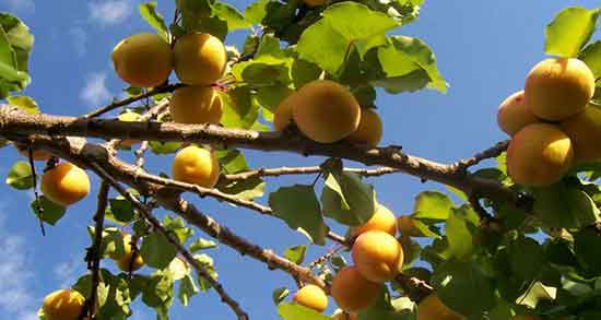 خواص زردآلو در طب اسلامی و فواید مصرف هسته زردآلو از نظر طب اسلامی خواص زردآلو در طب اسلامی ؛ فواید مصرف هسته زردآلو از نظر طب اسلامی