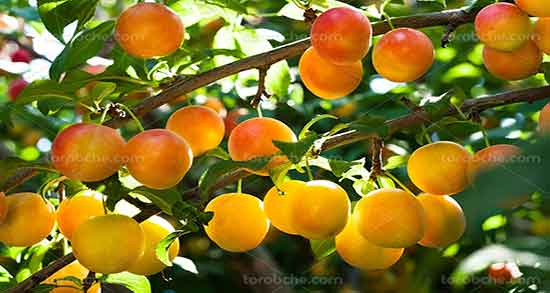 خواص زردآلو و هسته آن ؛ مصرف هسته زردآلو از طب سنتی چیست