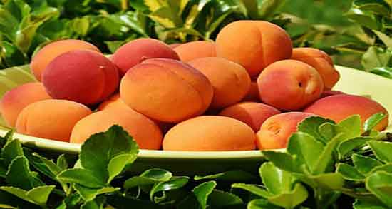 خواص زردآلو چیست ؛ فواید مصرف هسته زردآلو برای درمان نفخ شکم