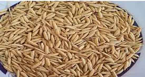 خواص سبوس جو دوسر برای پوست ؛ سبوس جو دوسر برای پوست صورت خواص سبوس جو دوسر برای پوست ؛ سبوس جو دوسر برای پوست صورت