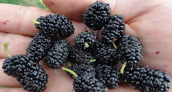 خواص سرکه شاه توت ؛ ایا ترکیب سرکه و شاه توت باعث لاغری میشود خواص سرکه شاه توت ؛ ایا ترکیب سرکه و شاه توت باعث لاغری میشود