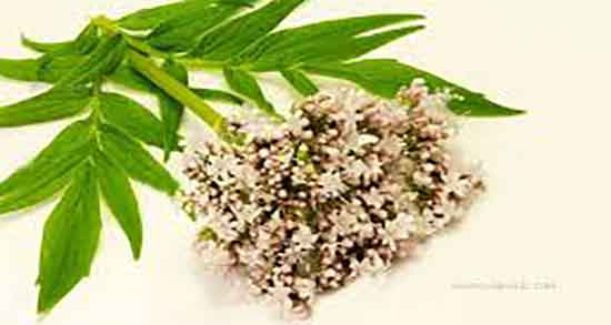 خواص سنبل الطیب برای رحم ؛ فواید سنبل الطیب برای عفونت رحم خواص سنبل الطیب برای رحم ؛ فواید سنبل الطیب برای عفونت رحم