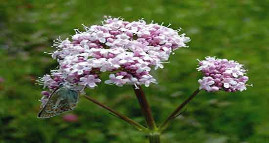 خواص سنبل الطیب برای قلب ؛ فواید مصرف سنبل الطیب برای تپش قلب