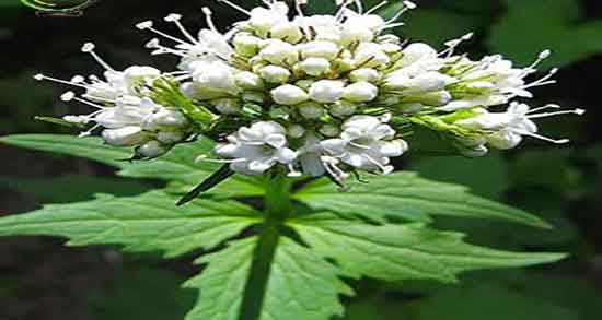 خواص سنبل الطیب برای مو ؛ فواید مصرف سنبل الطیب برای تقویت مو خواص سنبل الطیب برای مو ؛ فواید مصرف سنبل الطیب برای تقویت مو