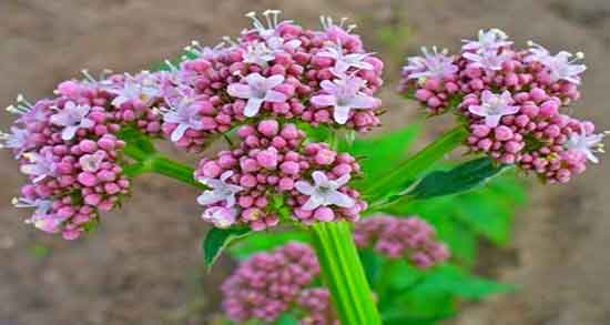 خواص سنبل الطیب برای پوست ؛ فواید مصرف سنبل الطیب برای صورت