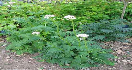 خواص سنبل الطیب در طب اسلامی ؛ فواید سنبل الطیب در طب اسلامی خواص سنبل الطیب در طب اسلامی ؛ فواید سنبل الطیب در طب اسلامی