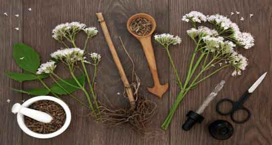 خواص سنبل الطیب و اسطوخودوس و عصاره اسطوخودوس و سنبل الطیب خواص سنبل الطیب و اسطوخودوس ؛ عصاره اسطوخودوس و سنبل الطیب