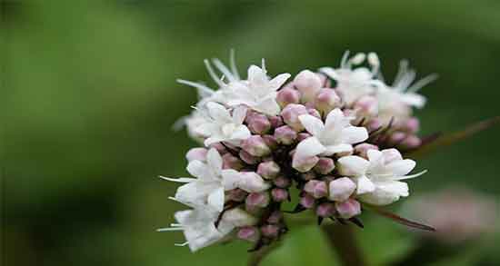 خواص سنبل الطیب و به لیمو ؛ دمنوش گل گاوزبان به لیمو و سنبل الطیب